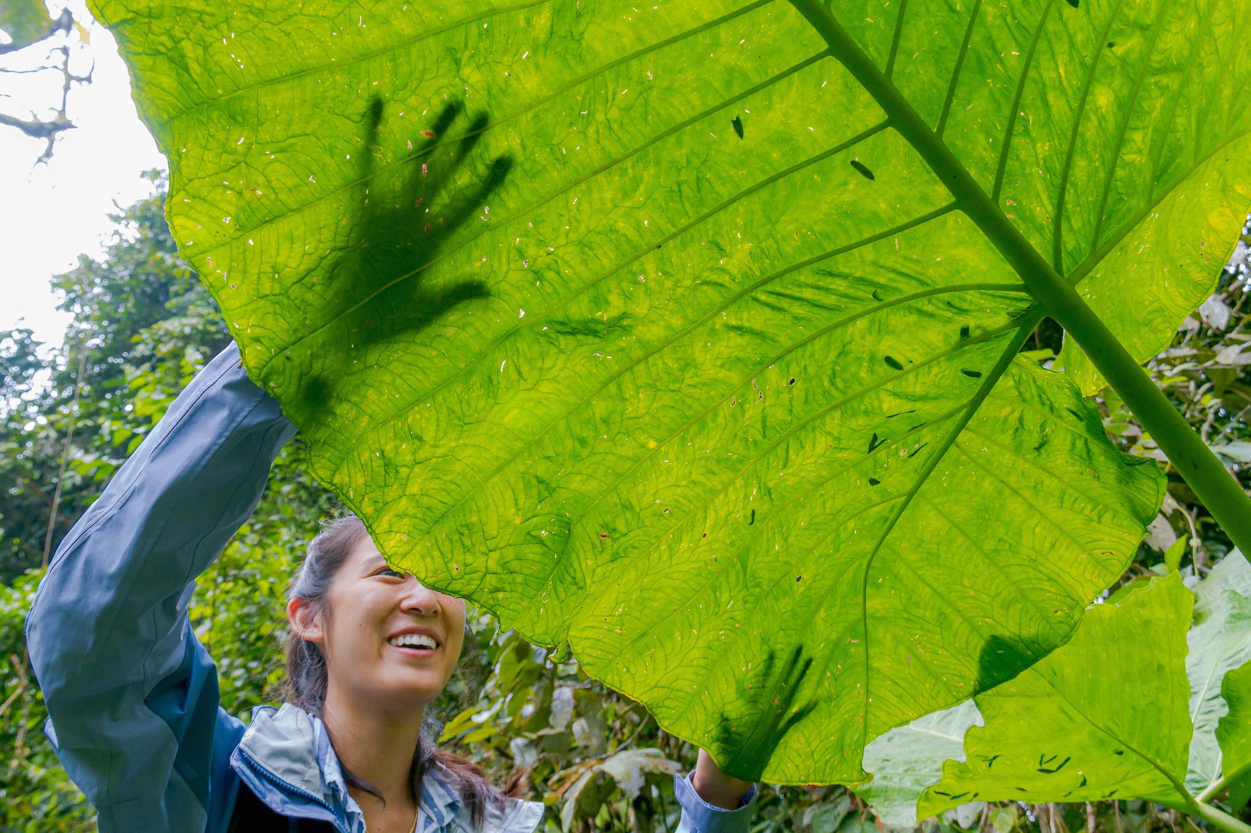 aaa