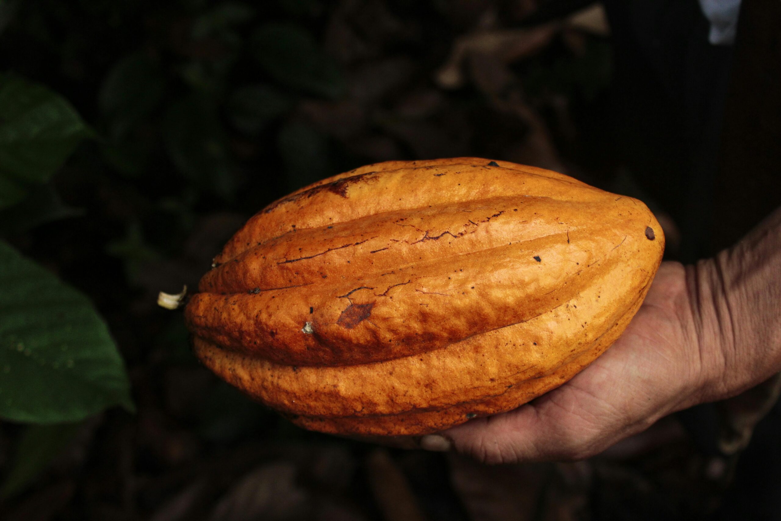 https://balanceworks.ec/wp-content/uploads/2025/05/pexels-juan-diavanera-2150627805-32101813-scaled.jpg